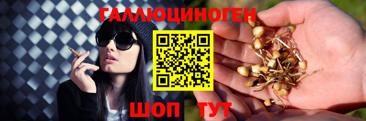 Псилоцибиновые грибы Cubensis Армавир
